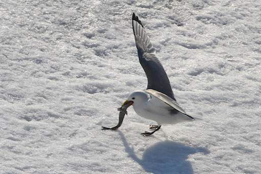 Kittiwake with fish