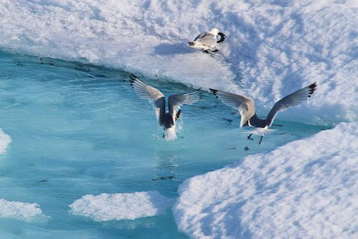 Kittiwakes fishing