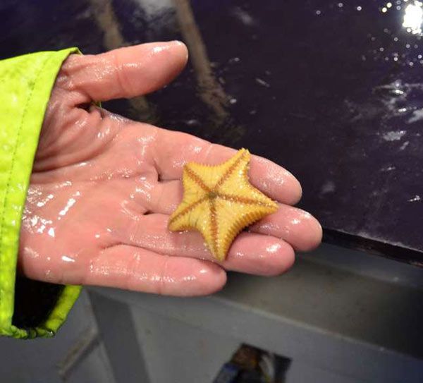 Sjöstjärna från Herald Canyon.