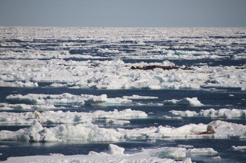 Ice edge animal event. Ice edge animal event.