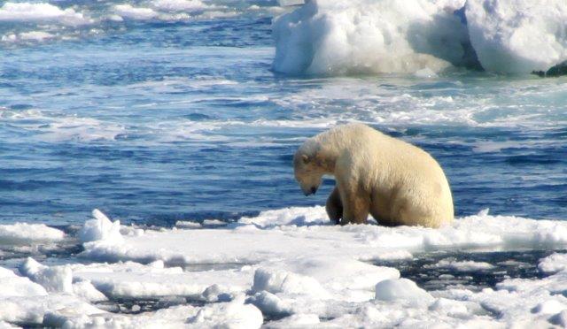 A "thoughtful" Polar bear.
