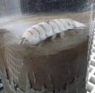 Caught on 30 July at Station 48, Latitude 76degree37'N, Longitude 153degree20'E, water depth 49m