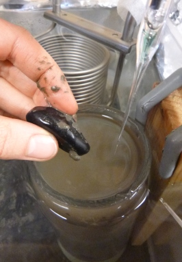 Caught on 28 July at Station 43, Latitude 76degree47'N, Longitude 147degree47'E, water depth 42m