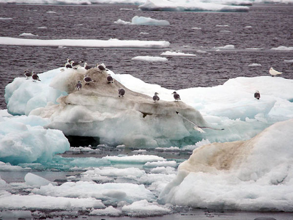 Birds close to Oden during one of our sampling stations. This sampling station was the last we made in the very loose pack ice at about 80°30 N 154 E before we headed for the southern Lomonosov Ridge working area of Box 4. The birds to the left are Kittiwakes and to the right an Ivory Gull is sitting.